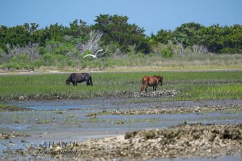 Two wild horses graze in the marshy landscape of Shackleford Banks, with greenery and a bird in the background
