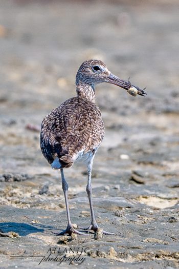 A willet stands on the shore, holding a small crab in its beak, with a sandy background at Shackleford Banks, NC