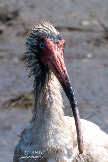 Close-up of an American White Ibis with a wet, textured head and striking blue eye, set against a blurred natural background