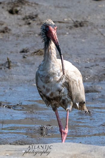 An American White Ibis stands in shallow water, showcasing its long beak and distinctive plumage at Shackleford Banks, NC