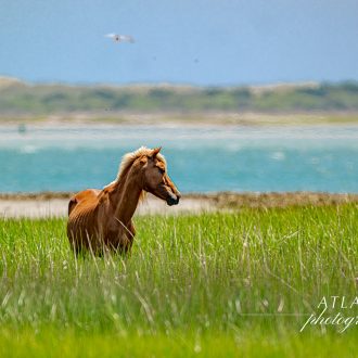 A wild horse stands gracefully in tall green grass near the water at Shackleford Banks, North Carolina