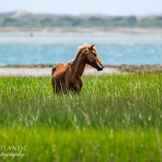 A wild horse stands gracefully in tall green grass near the water at Shackleford Banks, North Carolina