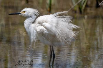 A Snowy Egret displays ruffled feathers while standing in shallow water, showcasing its defensive and territorial behavior