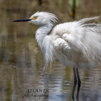 A Snowy Egret displays ruffled feathers while standing in shallow water, showcasing its defensive and territorial behavior