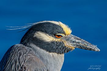 Close-up of a Yellow-crowned Night Heron with striking yellow and black plumage against a blue background