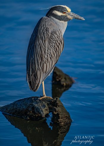 A Yellow-crowned Night Heron stands on a log above calm water, showcasing its distinctive yellow crown and striking plumage