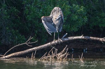 A heron stands on a branch over calm water, preening its feathers against a backdrop of lush green foliage