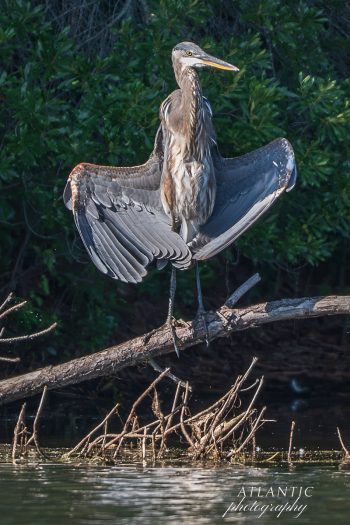 A great blue heron stands on a branch with wings spread, surrounded by lush greenery and water in Chesapeake, VA