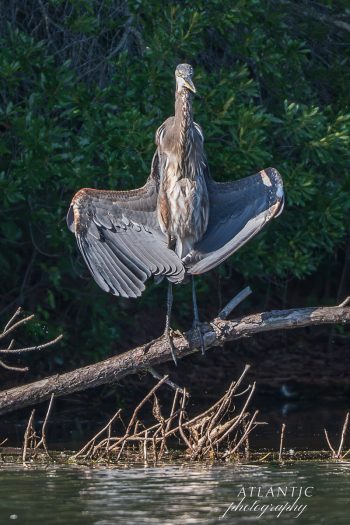 A great blue heron stands on a branch, wings spread wide, surrounded by lush greenery and calm water in Chesapeake, VA