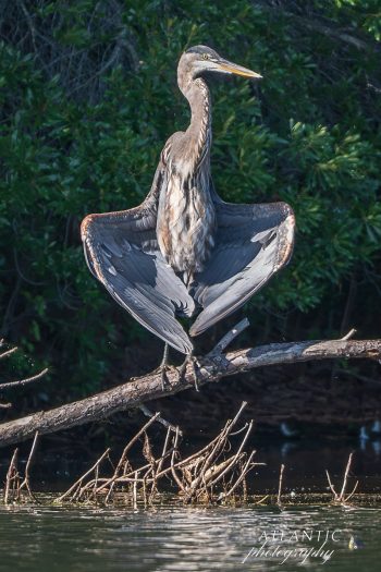 A great blue heron stands on a branch, wings spread wide, against a backdrop of green foliage and calm water