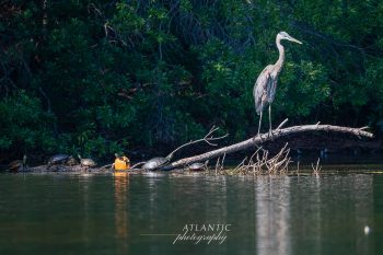 A Great Blue Heron stands on a log above a calm water surface, surrounded by turtles basking in the sun