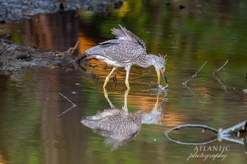 A juvenile Yellow-crowned Night-Heron wades in shallow water, capturing its reflection while searching for food