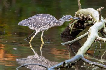 A juvenile Yellow-crowned Night-Heron wades through shallow water near branches, reflecting its image in the calm surface