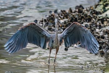 A Great Blue Heron stands in shallow water with wings spread wide, showcasing its striking blue-gray feathers against a rocky backdrop