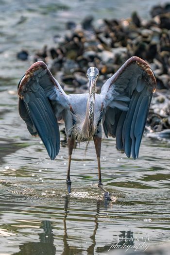 A Great Blue Heron stands in shallow water, wings spread wide, showcasing its striking blue and gray plumage against a blurred background
