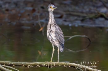 A juvenile Yellow-crowned Night-Heron stands on a branch over water, showcasing its distinctive plumage and alert posture