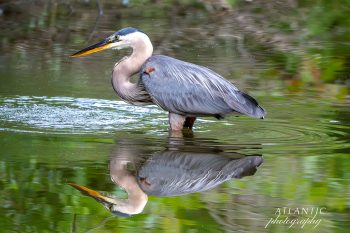 A great blue heron wades through calm water, its reflection visible as it searches for fish in a lush green setting