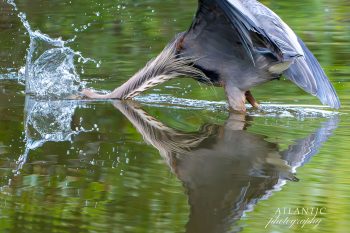 A Great Blue Heron dives into the water, creating splashes, with its reflection visible in the calm surface