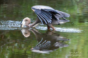 A great blue heron wades in calm water, capturing its reflection as it hunts for fish among the lush greenery of Virginia Beach