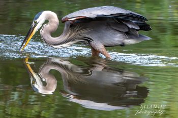 A great blue heron wades through calm water, creating a clear reflection amidst lush green surroundings