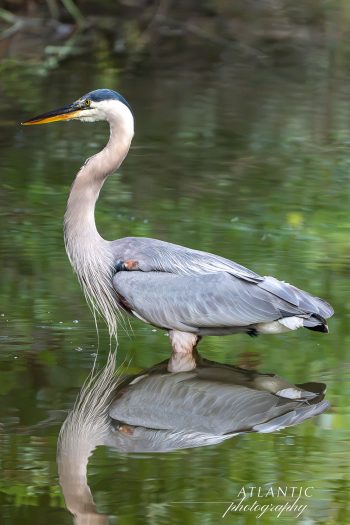 A Great Blue Heron stands gracefully in calm water, reflecting its elegant form against a backdrop of lush greenery