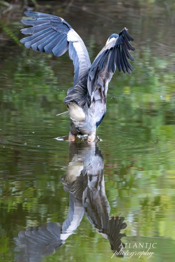 A Great Blue Heron stands in shallow water, its wings spread wide, reflecting in the calm surface surrounded by greenery