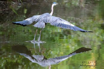 A great blue heron takes flight over a calm pond, creating ripples and a reflection in the water