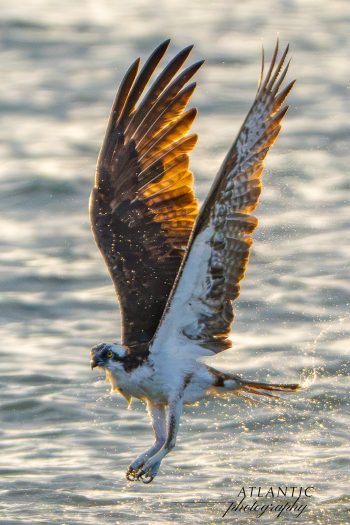 An osprey catches a fish, soaring above shimmering water with its wings spread wide, droplets sparkling in the sunlight