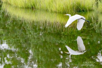 A Great Egret flies gracefully over calm water, reflecting its image amidst lush green grasses in Virginia Beach
