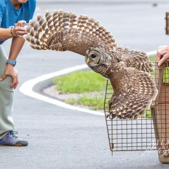 A barred owl takes flight from a transport crate, being released back into the wild by a person in Virginia Beach