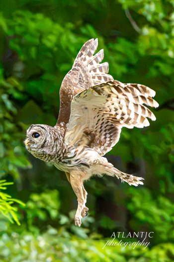 A barred owl in mid-flight, being released into the wild after rehabilitation, surrounded by lush green foliage