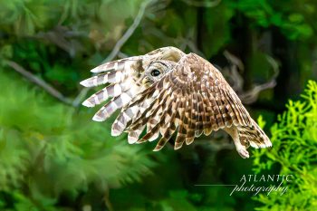A barred owl in flight, gracefully soaring after being released from rehabilitation, surrounded by lush greenery