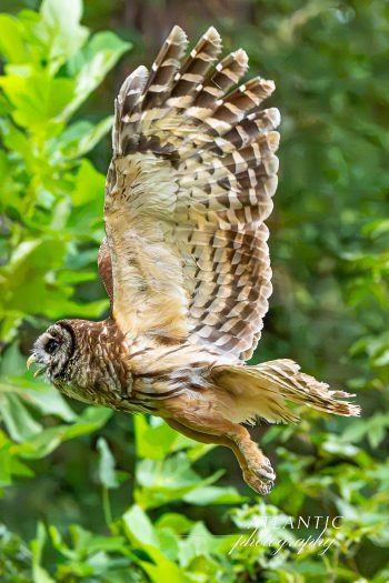 A barred owl in flight, being released into the wild after rehabilitation, surrounded by lush green foliage