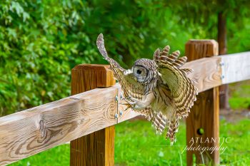 A barred owl takes flight from a wooden fence, ready to return to the wild after rehabilitation in Virginia Beach