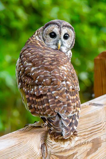 A Barred Owl perched on a wooden railing, looking back with large, expressive eyes against a blurred green background