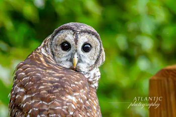 A Barred Owl with striking eyes and intricate feather patterns, perched against a blurred green background
