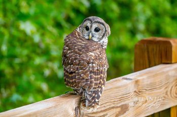 A Barred Owl perched on a wooden railing, showcasing its distinctive brown and white plumage against a blurred green background