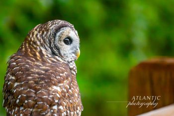 A close-up of a Barred Owl, showcasing its distinctive feathers and large, expressive eyes against a blurred green background