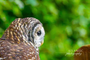 A barred owl is shown in profile, poised for release after rehabilitation, with a blurred green background