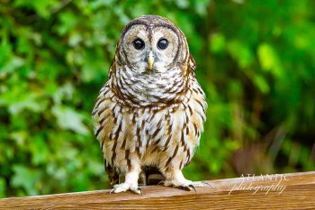 A Barred Owl perched on a wooden railing, surrounded by lush green foliage, showcasing its distinctive striped feathers and large eyes