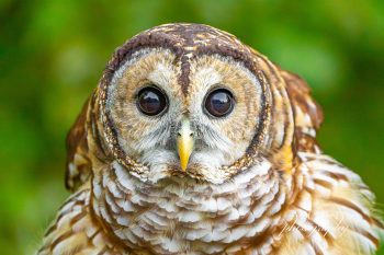 Close-up of a Barred Owl with large, dark eyes and intricate feather patterns, set against a blurred green background
