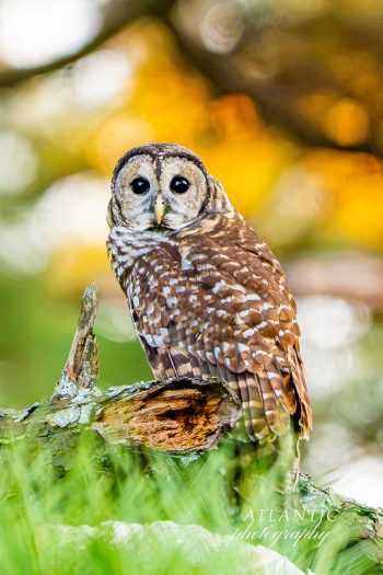 A barred owl perched on a branch, showcasing its distinctive brown and white plumage against a blurred, colorful background