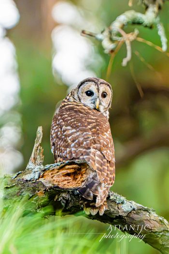 A barred owl perched on a branch, looking back with its distinctive brown and white plumage against a blurred green background